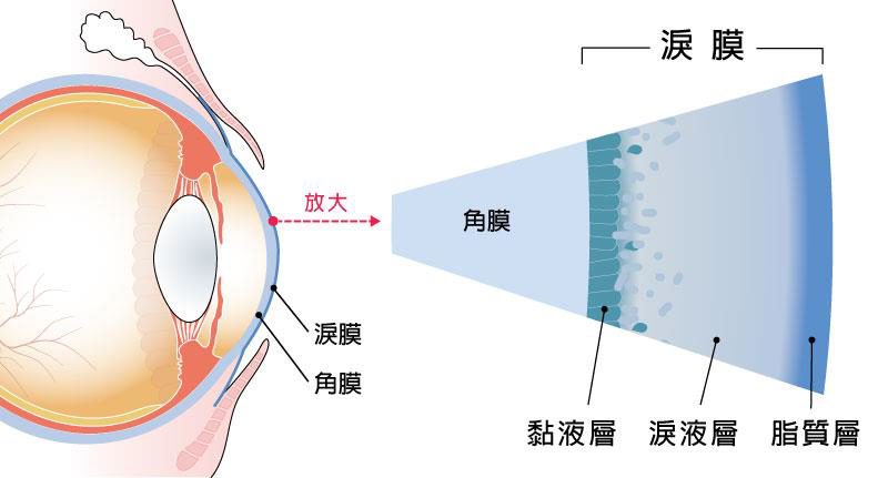 淚膜的結構