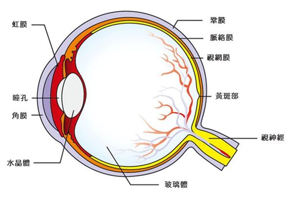 眼睛構造圖