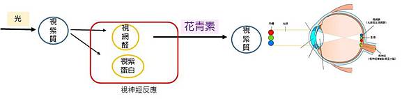 花青素幫助視紫質的合成