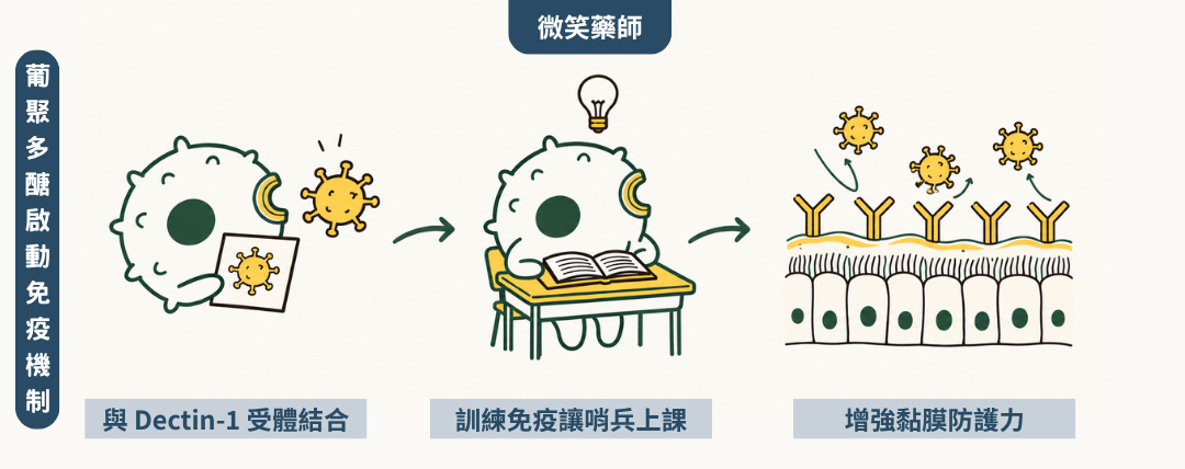 葡聚多醣體三種免疫機轉示意圖:Dectin-1 受體辨識、訓練免疫、黏膜分泌型 IgA